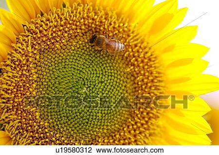 Stock Image - Sunflower, close-up. Fotosearch
