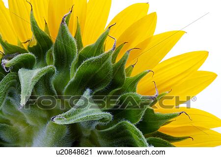 Sunflower, close-up View Large Photo Image Stock Image - Sunflower, close-up. Fotosearch