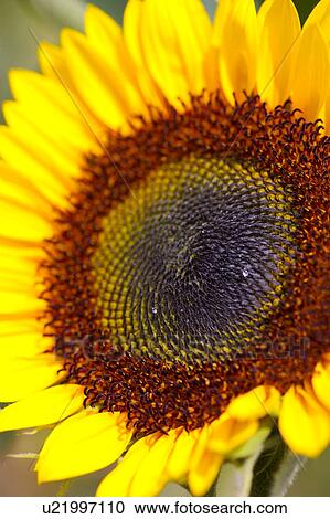Sunflower, close-up View Large Photo Image Stock Image - Sunflower, close-up. Fotosearch