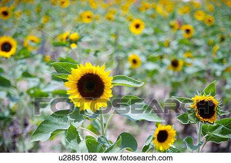 Sunflower, close-up View Large Photo Image Stock Image - Sunflower, close-up. Fotosearch