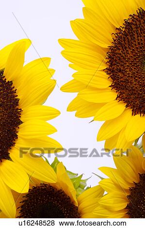 Sunflower, close-up View Large Photo Image Stock Photo - Sunflower, close-up. Fotosearch