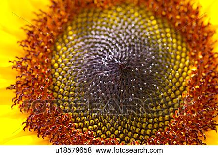 Sunflower, close-up View Large Photo Image Stock Photo - Sunflower, close-up. Fotosearch