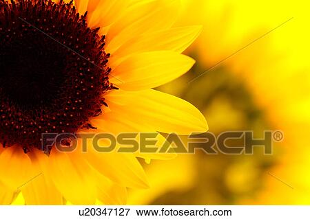 Sunflower, close-up View Large Photo Image Stock Photo - Sunflower, close-up. Fotosearch