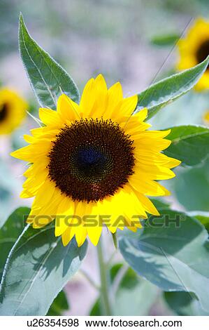 Sunflower, close-up View Large Photo Image Stock Photo - Sunflower, close-up. Fotosearch
