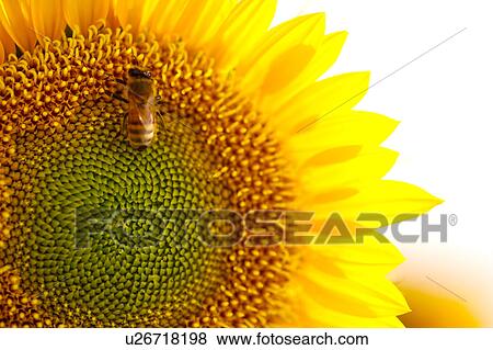 Sunflower, close-up View Large Photo Image Stock Photo - Sunflower, close-up. Fotosearch