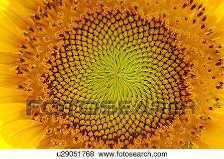 Stock Photo - Sunflower, close-up. Fotosearch