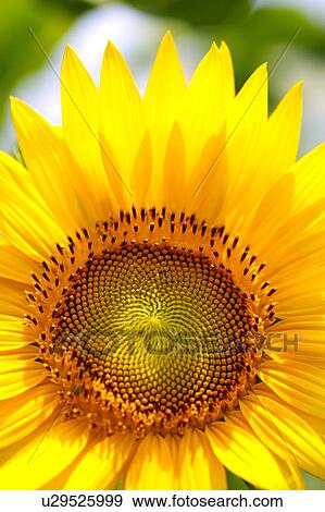 Stock Photo - Sunflower, close-up. Fotosearch
