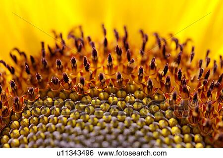 Sunflower, close-up View Large Photo Image Stock Photograph - Sunflower, close-up. Fotosearch