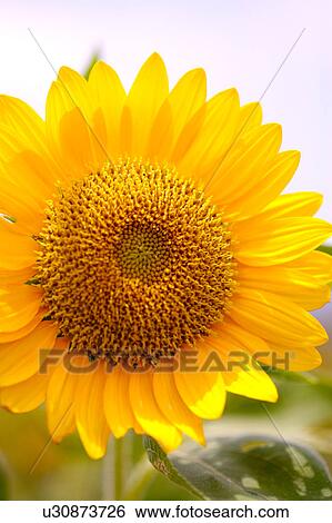 Sunflower, close-up View Large Photo Image Stock Photograph - Sunflower, close-up. Fotosearch