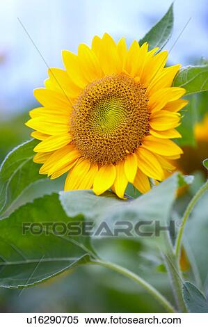 Stock Photography - Sunflower, close-up. Fotosearch