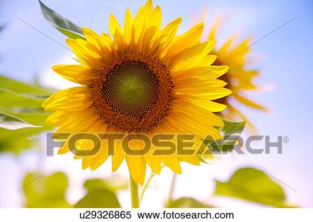 Stock Photography - Sunflower, close-up. Fotosearch
