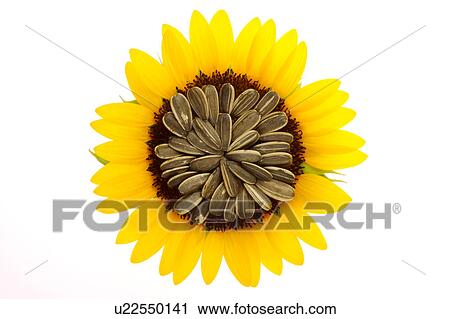 Sunflower seeds and petals View Large Photo Image Stock Image - Sunflower seeds and petals. Fotosearch