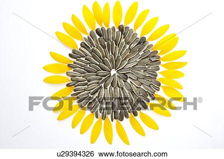 Stock Photograph - Sunflower seeds and petals. Fotosearch