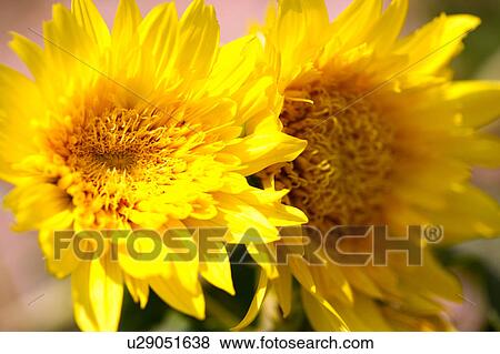 Stock Photo - Sunflowers, close-up. Fotosearch
