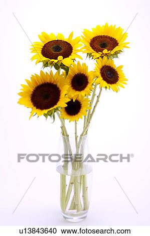 Sunflowers in glass bottle, close-up View Large Photo Image Stock Image - Sunflowers in glass bottle, close-up. Fotosearch