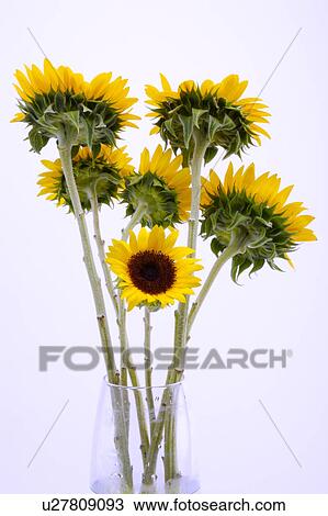 Stock Image - Sunflowers in glass bottle. Fotosearch