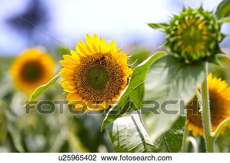 Stock Image - Sunflowers. Fotosearch