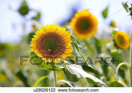 Stock Image - Sunflowers. Fotosearch
