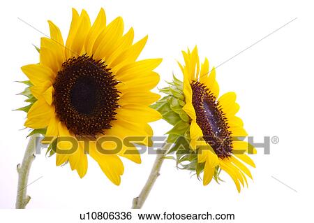 Stock Photograph - Two sunflowers, close-up. Fotosearch