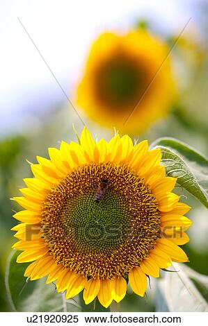 Stock Photography - Two sunflowers, close-up. Fotosearch