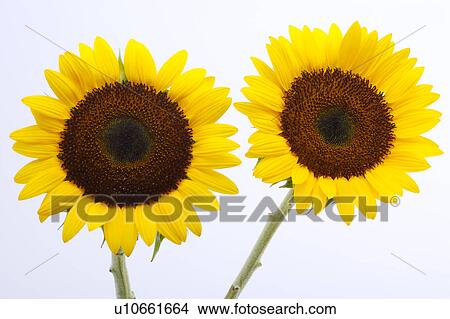 Two sunflowers View Large Photo Image Picture - Two sunflowers. Fotosearch