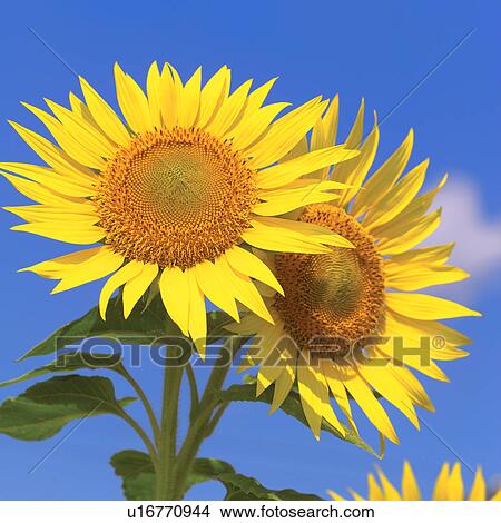 Picture - Two sunflowers. Fotosearch