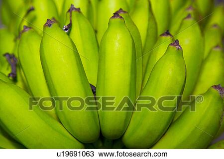 Baby bananas, green View Large Photo Image Stock Image - Baby bananas, green. Fotosearch