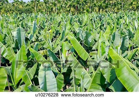 Banana trees View Large Photo Image Stock Photo - Banana trees. Fotosearch