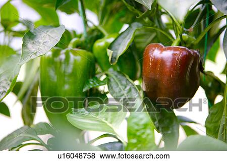 Bell peppers on plant, close-up View Large Photo Image Stock Photo - Bell peppers on plant, close-up. Fotosearch