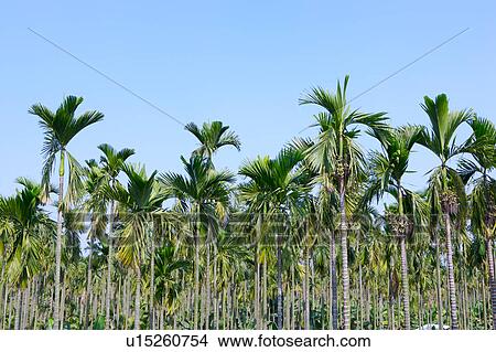 Picture - Betel nut trees. Fotosearch