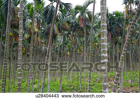 Stock Image - Betel nut trees. Fotosearch