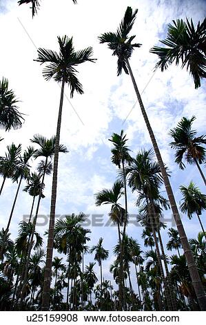 Betel nut trees View Large Photo Image Stock Photo - Betel nut trees. Fotosearch