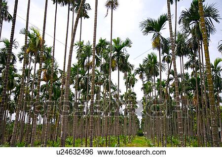 Betel nut trees View Large Photo Image Stock Photograph - Betel nut trees. Fotosearch