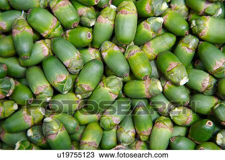 Stock Image - Betel nuts, full frame. Fotosearch