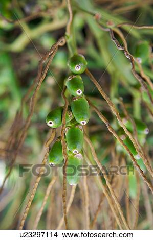 Picture - Betel nuts on tree, close-up. Fotosearch