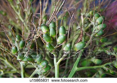 Stock Image - Betel nuts on tree, close-up. Fotosearch