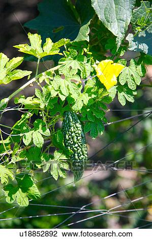 Bitter melon plant View Large Photo Image Stock Image - Bitter melon plant. Fotosearch