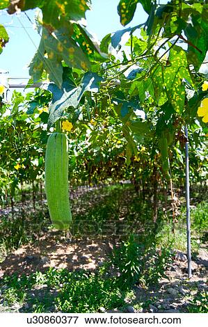 Bitter melon plants View Large Photo Image Stock Photo - Bitter melon plants. Fotosearch