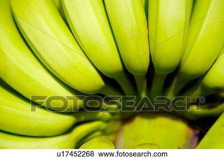 Stock Photo - Bunch of bananas. Fotosearch