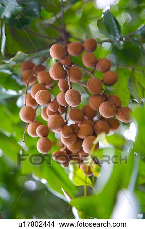 Bunch of longans on tree View Large Photo Image Picture - Bunch of longans on tree. Fotosearch