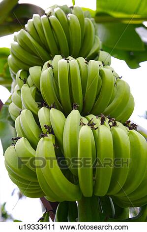 Bunches of bananas growing on tree View Large Photo Image Stock Image - Bunches of bananas growing on tree. Fotosearch
