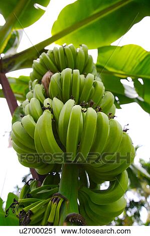 Stock Image - Bunches of bananas growing on tree. Fotosearch