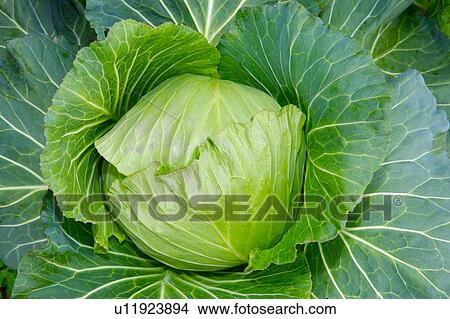 Picture - Cabbage, close-up. Fotosearch