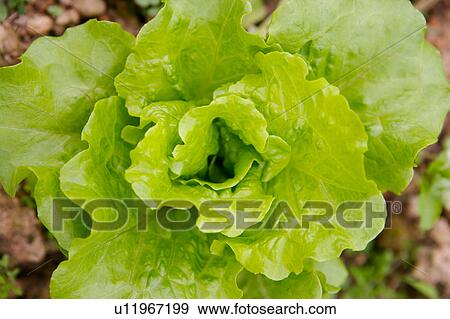 Stock Photo - Cabbage, close-up. Fotosearch