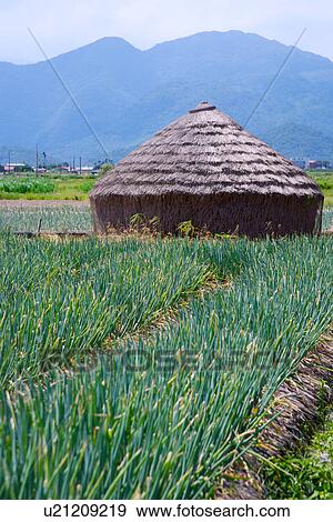 Cabin in chive field View Large Photo Image Stock Photo - Cabin in chive field. Fotosearch