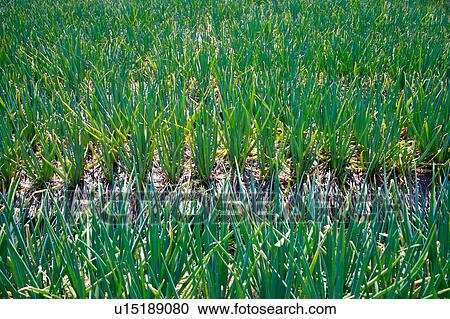 Stock Image - Chive field. Fotosearch