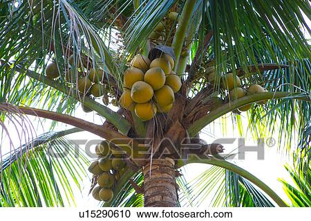 Coconuts on tree View Large Photo Image Stock Image - Coconuts on tree. Fotosearch