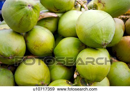 Stock Photo - Coconuts. Fotosearch
