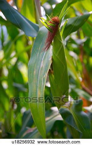 Corn field, close-up View Large Photo Image Stock Image - Corn field, close-up. Fotosearch
