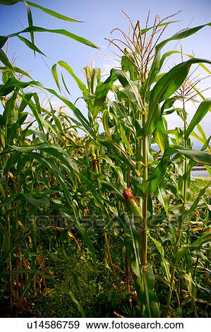 Corn field View Large Photo Image Stock Photo - Corn field. Fotosearch